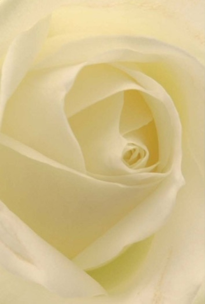 This classic white rose, as seen through the eyes of a seasoned Addlestone florist, is an ode to sophistication and gentle emotion. Up close, each petal reveals a milky white glaze blended with the warmth of cream, all softly illuminated by natural light reminiscent of an Addlestone afternoon. The composition echoes tranquility-a perfect harmony of soft edges and intricate layering, glowing as if lit from within. The rose's delicately spiraled core suggests purity, while subtle shifts in shadow and hue elevate the bloom's natural elegance. Whether gracing a wedding table in one of Addlestone's historical venues or offered as a sincere apology, the arrangement channels serenity and quiet strength. Its unspoken fragrance whispers of fresh mornings in the local gardens, making it always appropriate for conveying both celebration and heartfelt sentiment. This is a flower crafted for life's meaningful moments, shaped by the thoughtful artistry found throughout the Addlestone community.
